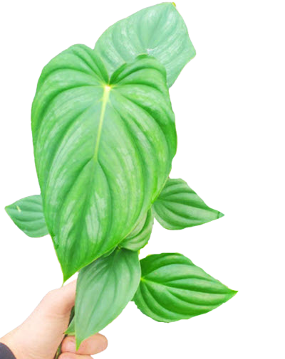 4" Philodendron Peltatum